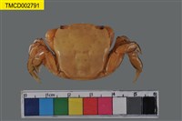 藏品(字紋弓蟹)的圖片